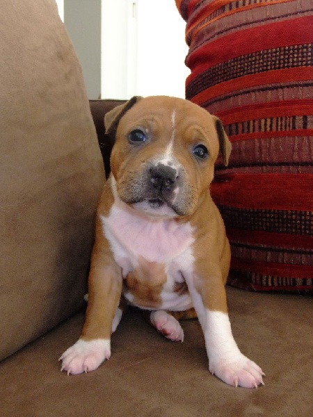 Du Domaine Des Gardiens - Staffordshire Bull Terrier - Portée née le 08/03/2014